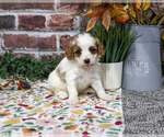 Aurora - Female Cavapoo (Miniature) Puppy for Sale - Photo #3