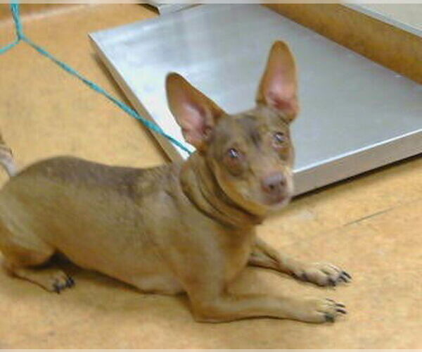 Medium Photo #1 Chihuahua-Unknown Mix Puppy For Sale in Sacramento, CA, USA