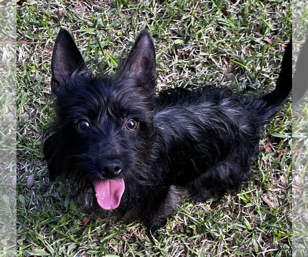 Medium Photo #1 Cairn Terrier-Unknown Mix Puppy For Sale in Lexington, SC, USA