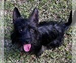 Small Cairn Terrier Mix