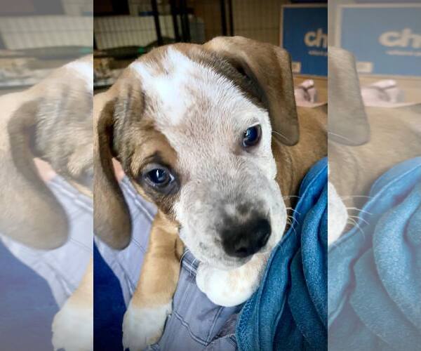 Medium Photo #5 American Pit Bull Terrier-Unknown Mix Puppy For Sale in Holly Springs, NC, USA