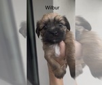 Small #3 Shorkie Tzu