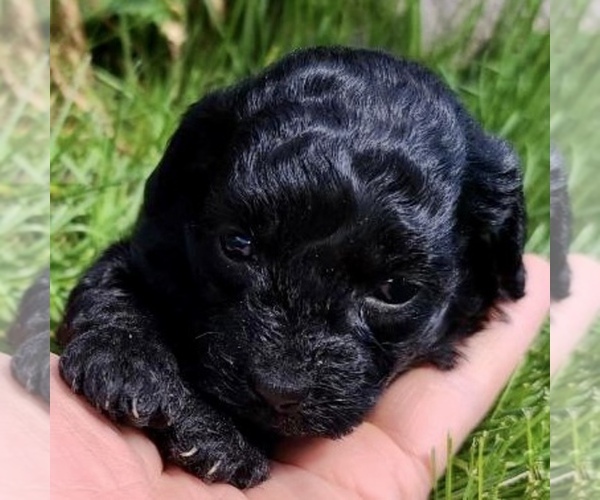 Medium Photo #1 Poodle (Toy) Puppy For Sale in CLARE, MI, USA