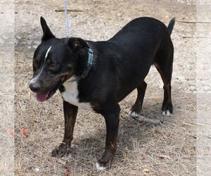 Brutus - Male Rottweiler-Unknown Mix Dog for Adoption - Photo #3
