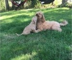 Small Photo #8 Goldendoodle Puppy For Sale in GRAHAM, WA, USA