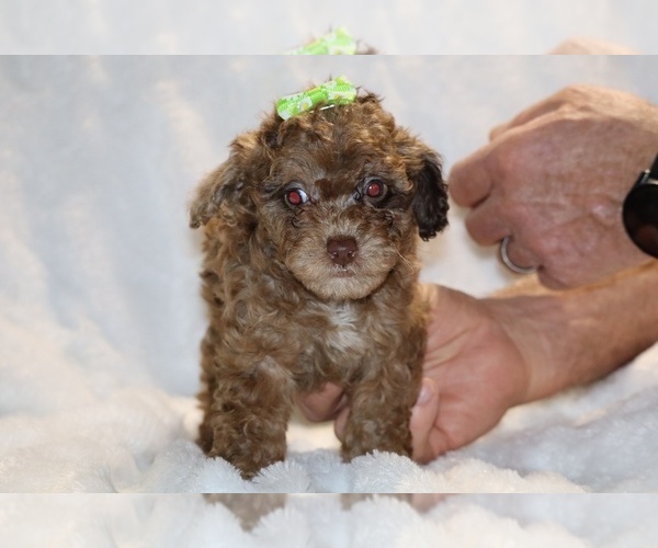 Medium Photo #2 Poodle (Toy) Puppy For Sale in DYERSBURG, TN, USA