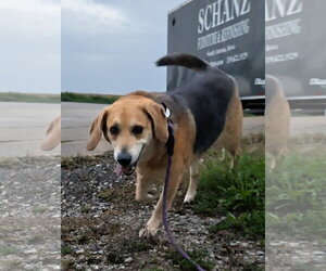 Hunter (Bonded with Jack) - Male Beagle-Unknown Mix Dog for Adoption - Photo #3