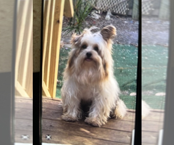 Medium Photo #1 Biewer Terrier Puppy For Sale in VERO BEACH, FL, USA