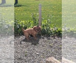 Small #1 Cavalier King Charles Spaniel