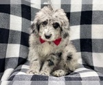 Small Photo #6 Old English Sheepdog-Poodle (Miniature) Mix Puppy For Sale in LAKELAND, FL, USA