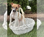 Image preview for Ad Listing. Nickname: Stella