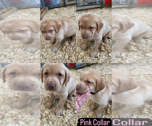 Labrador Retriever Puppy for sale in BARRINGTON, IL, USA