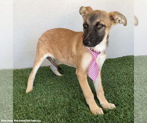 Barkley - Male Mutt Dog for Adoption - Photo #3