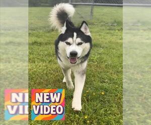 Siberian Husky Dogs for adoption in Forestville, MD, USA