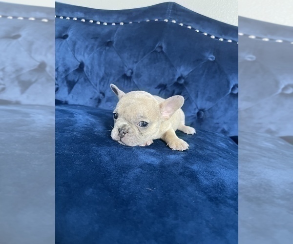 Medium Photo #36 French Bulldog Puppy For Sale in EMPIRE STATE, NY, USA