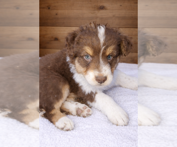 Medium Photo #6 Australian Shepherd Puppy For Sale in MABEL, MN, USA