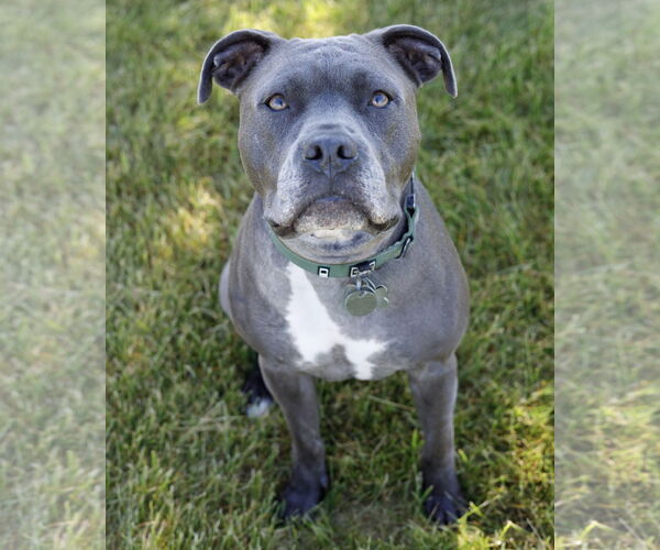 Medium Photo #4 American Pit Bull Terrier-Unknown Mix Puppy For Sale in Princeton, MN, USA