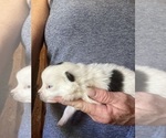 Small #1 Pomeranian