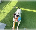Small #4 American Pit Bull Terrier