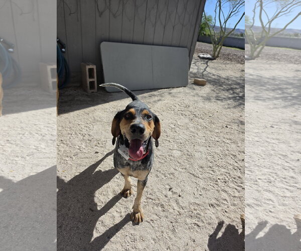 Medium Photo #13 Coonhound Puppy For Sale in Las Vegas, NV, USA