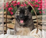 Small Photo #2 Siberian Husky Puppy For Sale in SPRING GROVE, PA, USA