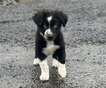 Puppy Silver Border-Aussie