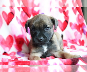 Jug-Norwegian Elkhound Mix Puppy for sale in SHILOH, OH, USA