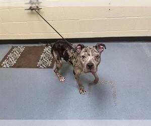 American Pit Bull Terrier-Catahoula Leopard Dog Mix Dogs for adoption in Denver, CO, USA