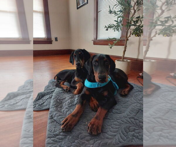 Medium Photo #3 Doberman Pinscher Puppy For Sale in BOUCKVILLE, NY, USA