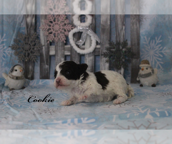 Medium Photo #18 Poodle (Toy) Puppy For Sale in CHANUTE, KS, USA