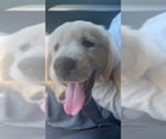Small Photo #3 Golden Retriever Puppy For Sale in MILTON, FL, USA