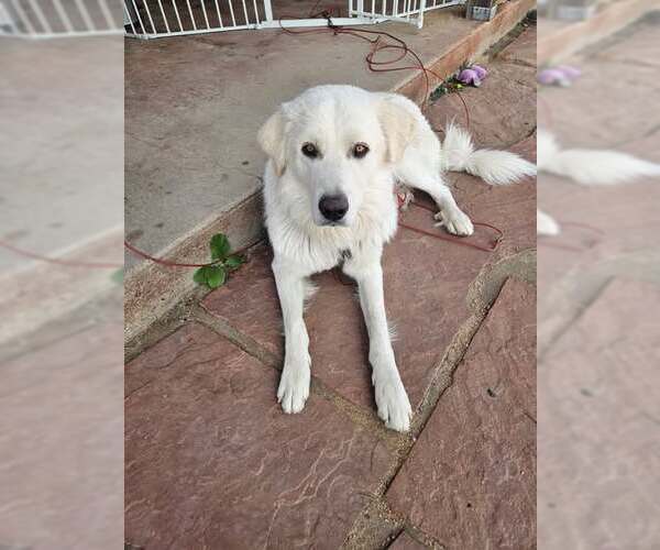 Medium Photo #1 Great Pyrenees-Unknown Mix Puppy For Sale in Tabernash, CO, USA