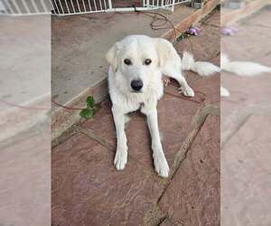 Great Pyrenees-Unknown Mix Dogs for adoption in Tabernash, CO, USA
