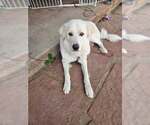 Small Great Pyrenees Mix