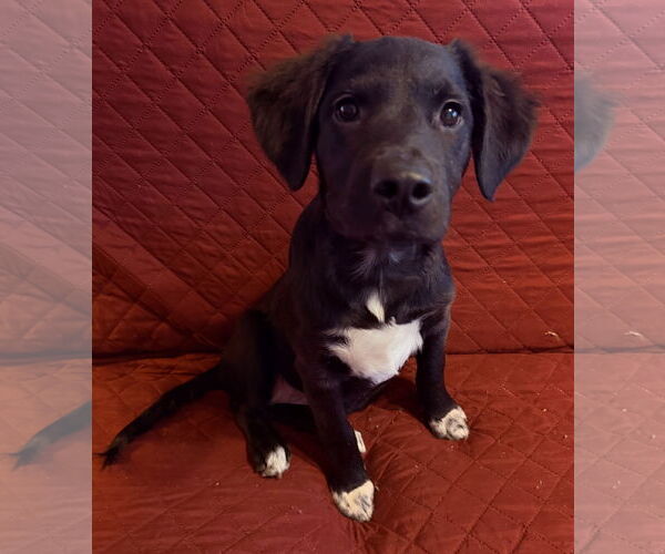 Medium Photo #1 Labrador Retriever-Retriever  Mix Puppy For Sale in Des Moines, IA, USA