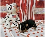 Small #21 Morkie