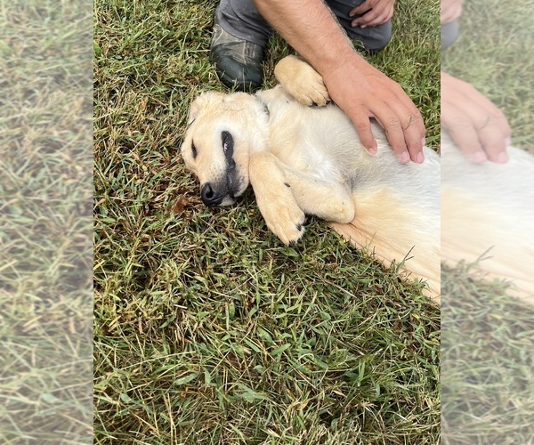 Medium Photo #2 Golden Retriever Puppy For Sale in AUSTIN, KY, USA