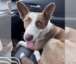Small #13 American Pit Bull Terrier-Border Collie Mix