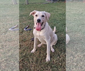 Labrador Retriever-Unknown Mix Dogs for adoption in Rockaway, NJ, USA