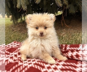 Pomeranian Puppy for sale in MIDDLEBURY, IN, USA