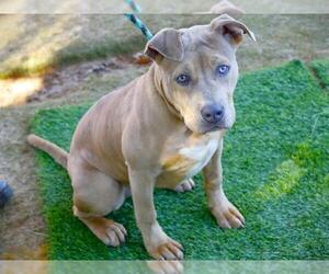 American Staffordshire Terrier-Unknown Mix Dogs for adoption in Tallahassee, FL, USA