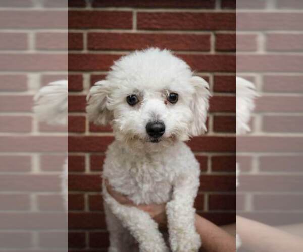Medium Photo #1 Cavachon Puppy For Sale in ROANOKE, IL, USA