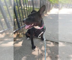 Savannah - Female Mutt Dog for Adoption - Photo #4