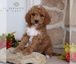 Small Photo #1 Goldendoodle Puppy For Sale in GORDONVILLE, PA, USA