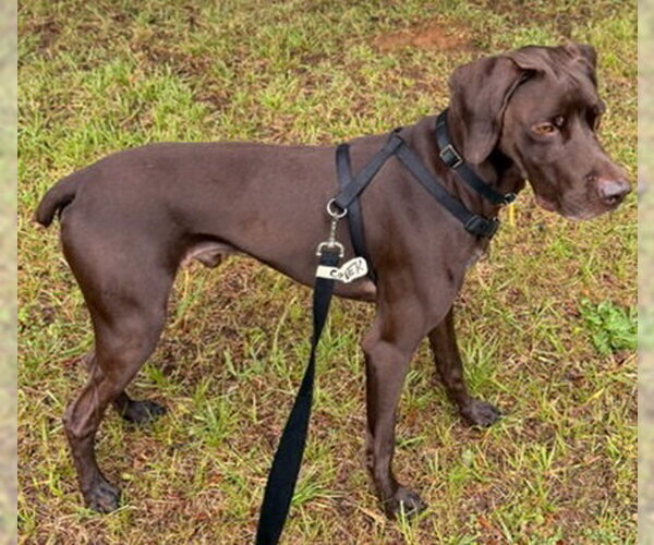 Medium Photo #6 German Shorthaired Pointer Puppy For Sale in Newfoundland, PA, USA