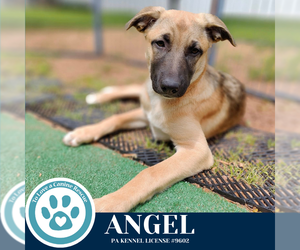 Shepradors Dogs for adoption in Kimberton, PA, USA