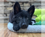 Small Photo #46 German Shepherd Dog Puppy For Sale in LENOIR, NC, USA