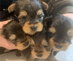 Small Photo #1 Yorkshire Terrier Puppy For Sale in W WARWICK, RI, USA