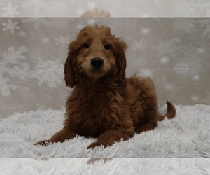 Goldendoodle Puppy for sale in SHAKOPEE, MN, USA