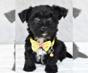 Yo-Chon Puppy for sale in LOWELL, MA, USA